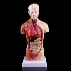 בובת אנטומיה - ללמידת איברים פנימיים בגוף האדם!