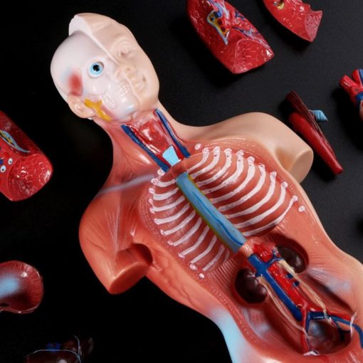 בובת אנטומיה - ללמידת איברים פנימיים בגוף האדם!